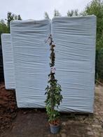 Diverse Klimplanten XXL Grote 175-200cm, Volle zon, Vaste plant, Ophalen of Verzenden, Klimplanten