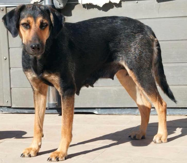 Tessu verblijft in Cyprus, Dieren en Toebehoren, Honden | Niet-rashonden, Middel, Teef, Handelaar, Eén hond, Buitenland, 1 tot 2 jaar