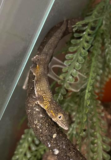 Kweekkoppel Eurydactylodes agricola beschikbaar voor biedingen