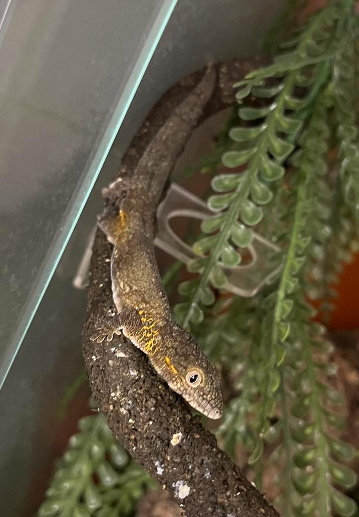 Kweekkoppel Eurydactylodes agricola, Dieren en Toebehoren, Reptielen en Amfibieën, Hagedis, 3 tot 6 jaar