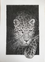 Potloodtekening luipaard, Huis en Inrichting, Woonaccessoires | Schilderijen, Tekeningen en Foto's, Ophalen of Verzenden