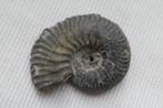Ammoniet Fossiel, Verzamelen, Verzenden, Fossiel