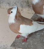 Felegyhazer tuimelaar, Meerdere dieren, Tuimelaar of Roller