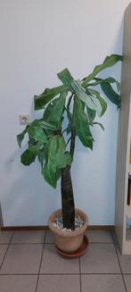 Grote kunst plaat, Ophalen of Verzenden, Halfschaduw, Minder dan 100 cm