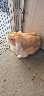 Dwerghangoor, Dieren en Toebehoren, Konijnen, Vrouwelijk, Dwerg, Hangoor, 0 tot 2 jaar