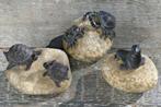 Leuk beeldje met Schildpad, Kreeft, Zeehond op steen, grijs, Ophalen of Verzenden, Nieuw, Kunststof, Dierenbeeld