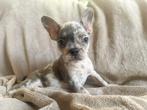 Lieve franse bulldog pups zoeken warm mandje, Dieren en Toebehoren, Honden | Bulldogs, Pinschers en Molossers, 8 tot 15 weken