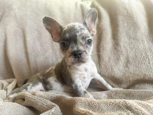 Lieve franse bulldog pups zoeken warm mandje, Dieren en Toebehoren, Honden | Bulldogs, Pinschers en Molossers, Meerdere dieren