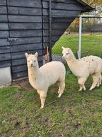 2 alpaca  hengstjes, Dieren en Toebehoren, Overige Dieren, Mei, Mannelijk