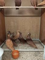 Mooie belgische tuimelaars, Meerdere dieren