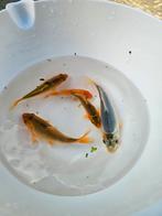 Koi's bijna 2 jaar oud, Dieren en Toebehoren, Vissen | Vijvervissen, Karper of Koi