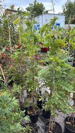Wisteria’s of blauwe regen wit - blauw 1 pot hoog 175-200, Ophalen, Vaste plant, Halfschaduw, Klimplanten