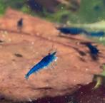 Garnalen Blauw x30 (Neocaridina Blue Dream), Dieren en Toebehoren, Vissen | Aquariumvissen, Zoetwatervis, Kreeft, Krab of Garnaal