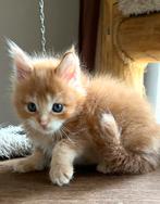 Prachtige Maine Coon kittens met stamboom, Dieren en Toebehoren, Katten en Kittens | Raskatten | Langhaar, Meerdere dieren, 0 tot 2 jaar