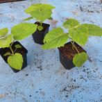 Paulownia P9 - Gewone Keizersboom, Ophalen