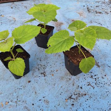 Paulownia P9 - Gewone Keizersboom beschikbaar voor biedingen