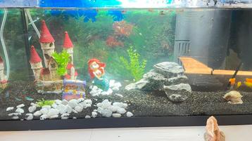 Aquarium met alle toebehoren erbij. beschikbaar voor biedingen