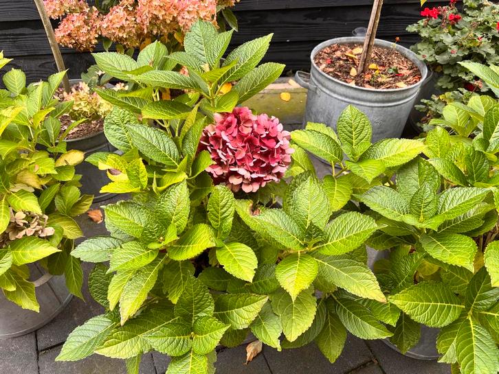 3 Boerenhortensia's - Prachtige Bloeiers!, Tuin en Terras, Planten | Tuinplanten, Vaste plant, Overige soorten, Halfschaduw, Zomer