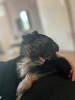 Pomeriaan x Boomer, Rabiës (hondsdolheid), Overige rassen, 8 tot 15 weken, Meerdere