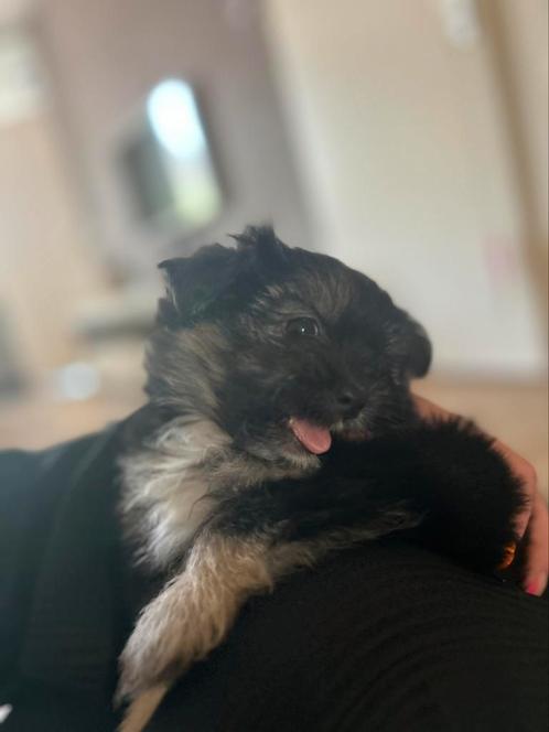 Pomeriaan x Boomer, Dieren en Toebehoren, Honden | Chihuahua's en Gezelschapshonden, Meerdere dieren, Overige rassen, Particulier