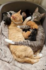 Prachtige aanhankelijke kittens, Meerdere dieren