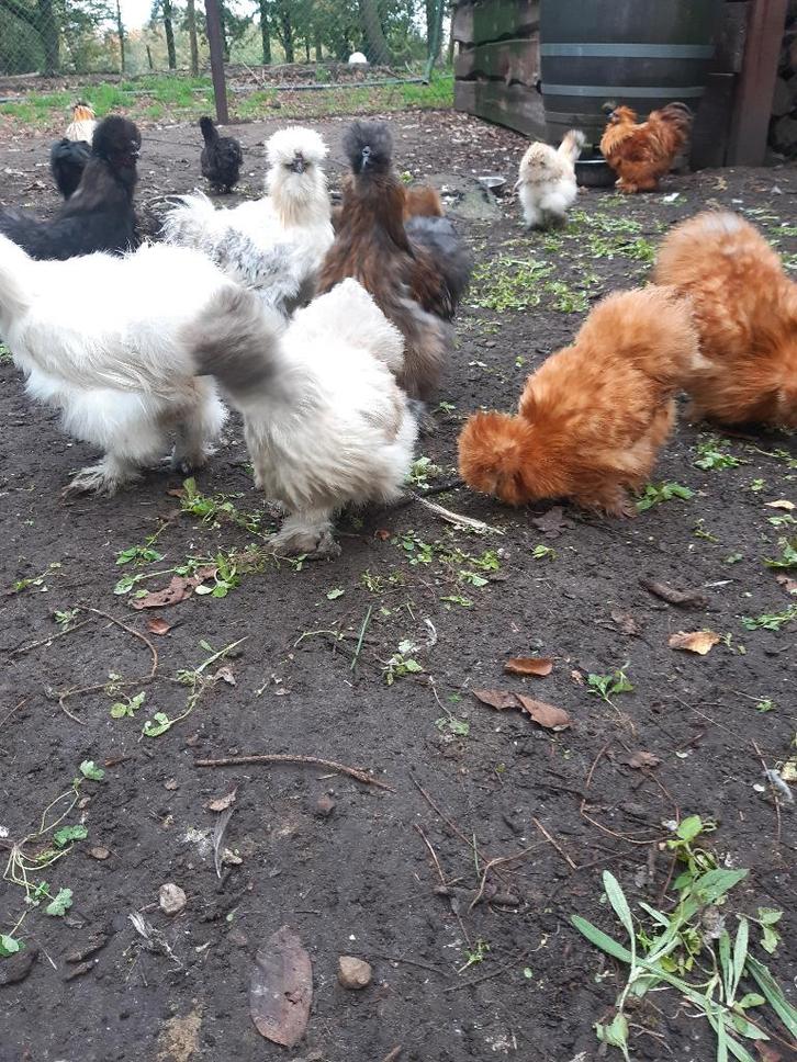 zijdehoen broedeitjes, Dieren en Toebehoren, Pluimvee, Kip, Geslacht onbekend