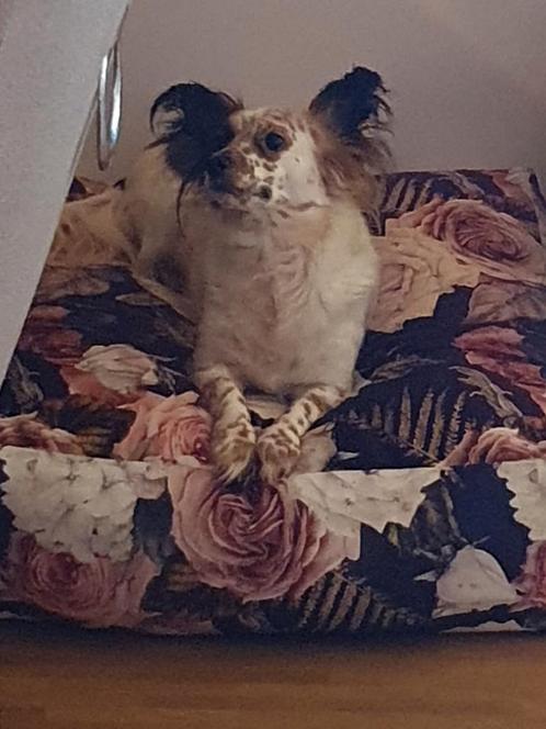 Gouden mandje gezocht!, Dieren en Toebehoren, Honden | Chihuahua's en Gezelschapshonden, Teef, Overige rassen, Particulier, Eén hond
