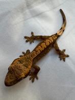 Ze zijn er weer! Diverse prachtige wimpergekko babys!, Dieren en Toebehoren, Hagedis, Tam, 0 tot 2 jaar
