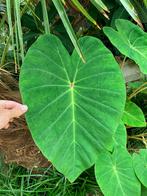 Colocasia Pink China, Tuin en Terras, Planten | Tuinplanten, Ophalen of Verzenden, Overige soorten, Halfschaduw