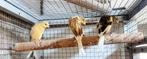 Belgische bult kanaries, Dieren en Toebehoren, Vogels | Kanaries, Meerdere dieren, Postuurkanarie