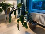 Strelitzia nicolai plant met rieten pot/mand, Huis en Inrichting, Ophalen, Overige soorten, Halfschaduw, In pot