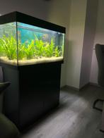Juwel rio 125 led met onderkast, Ophalen, Zo goed als nieuw, Gevuld zoetwateraquarium