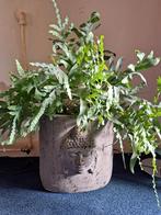 kamerplant in prachtige pot met boeddha, Ophalen, In pot, Halfschaduw, Minder dan 100 cm