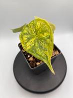 Dragon Scale Aurea Variegata - Zeldzame Planten!, Overige soorten, In pot, Minder dan 100 cm, Groene kamerplant