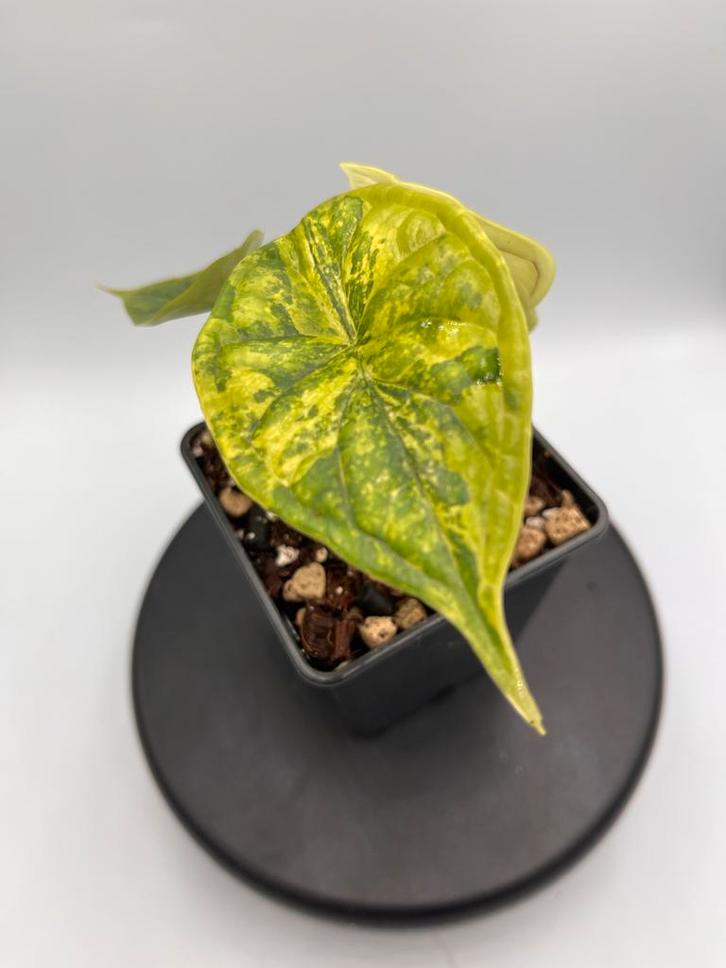 Dragon Scale Aurea Variegata - Zeldzame Planten!, Huis en Inrichting, Kamerplanten, Overige soorten, Minder dan 100 cm, Groene kamerplant