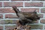 Mooi opgezet waterhoentje op een stronk hout voor aan de muu, Ophalen of Verzenden, Zo goed als nieuw, Vogel, Opgezet dier