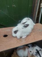 Konijntjes te koop, Dieren en Toebehoren, Vrouwelijk, Middelgroot, Hangoor, 0 tot 2 jaar