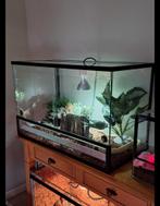 SLANGEN + TERRARIUM + TOEBEHOREN, Dieren en Toebehoren, Reptielen en Amfibieën, Slang, Met terrarium, 3 tot 6 jaar