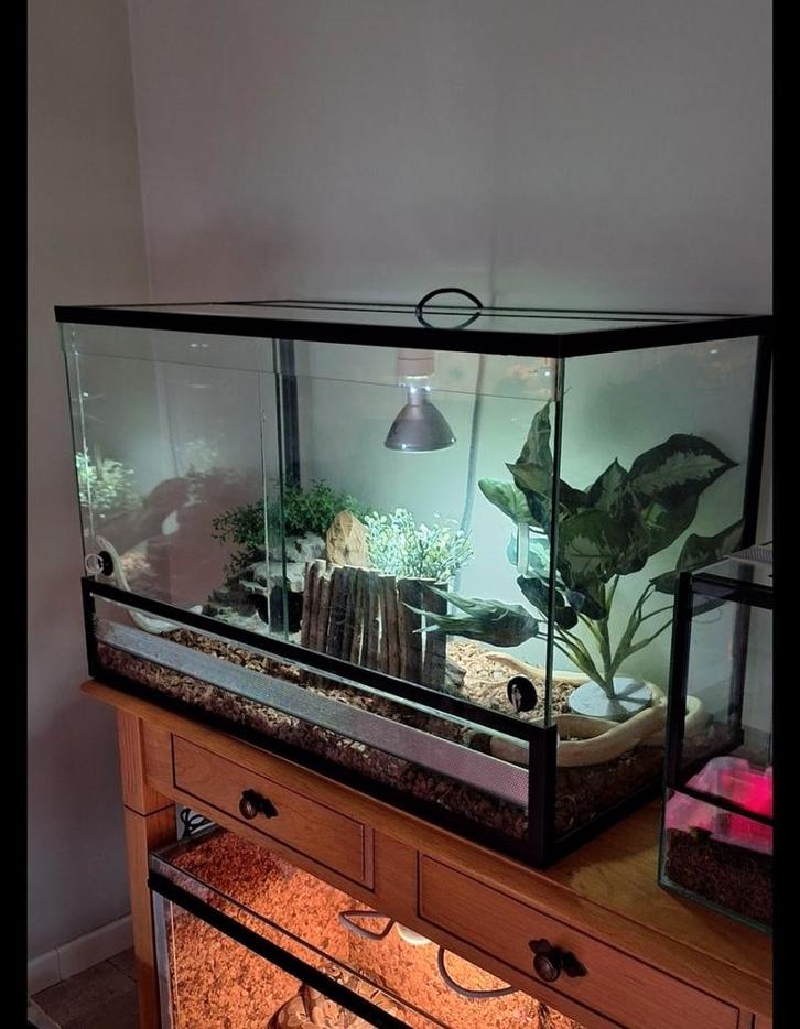 SLANGEN + TERRARIUM + TOEBEHOREN