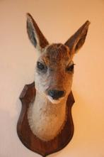 Taxidermie Opgezette Reeënkop met afgevallen gewei, Verzamelen, Dierenverzamelingen, Ophalen of Verzenden, Gebruikt, Hert, Gewei of Kop