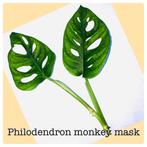9. monkey mask stekje €2,50, Huis en Inrichting, Kamerplanten, Ophalen of Verzenden, Overige soorten, Minder dan 100 cm