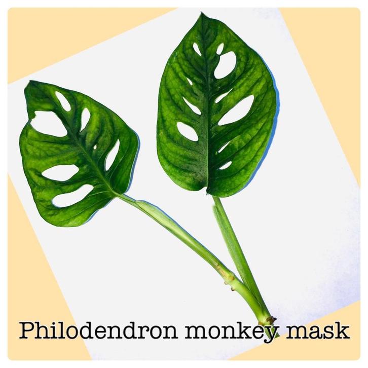 9. monkey mask stekje €2,50, Huis en Inrichting, Kamerplanten, Overige soorten, Minder dan 100 cm, Ophalen of Verzenden