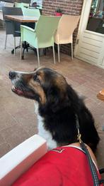 Honden oppas drenthe, Uitlaatservice