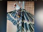 Indonesische adelaar vlieger, Antiek en Kunst, Ophalen