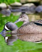 BLAUWVLEUGEL TALING EENDEN, Dieren en Toebehoren, Pluimvee, Meerdere dieren, Eend