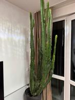 Cactus, Ophalen, Cactus, Minder dan 100 cm