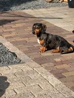 Teckel pups nog 1 black en tan beschikbaar teefje, Dieren en Toebehoren, Honden | Teckels en Dashonden, CDV (hondenziekte), 8 tot 15 weken