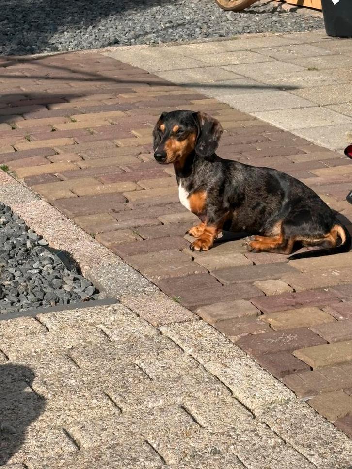 Teckel pups nog 1 black en tan beschikbaar teefje, Dieren en Toebehoren, Honden | Teckels en Dashonden, Meerdere dieren, Korthaar