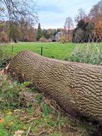 Eikenstam te koop., Dieren en Toebehoren