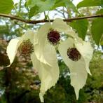 Davidia involucrata oftewel zakdoekjesboom, Tuin en Terras, Planten | Bomen, Volle zon, Lente, 400 cm of meer, Overige soorten